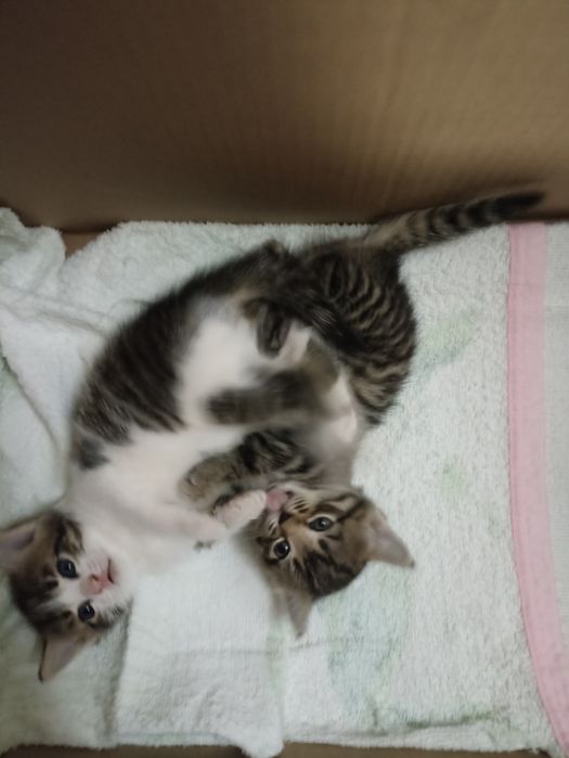 Продам котят 2000