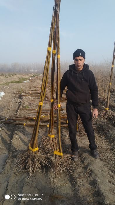 Pavlonya dunyodagi eng tez oʻsuvchi daraxt