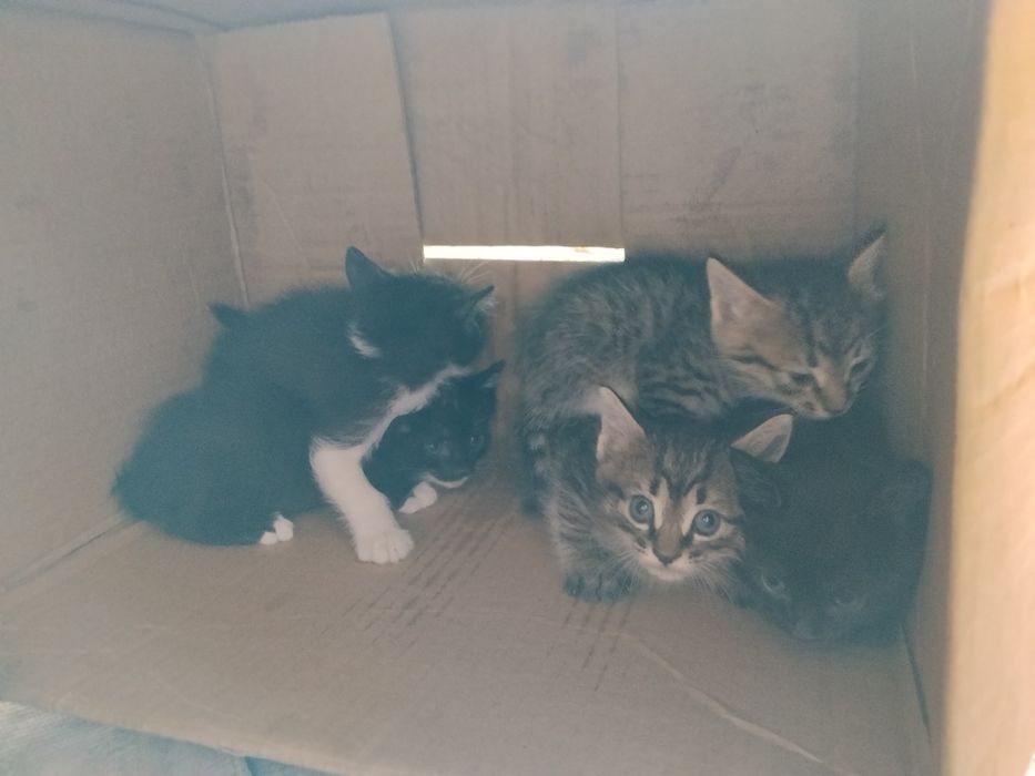 Котята в добрые руки