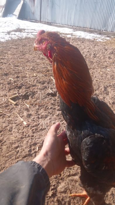 Дакан мошный зат