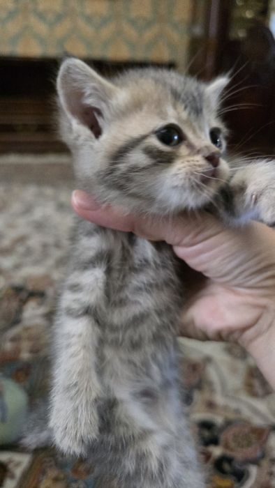 Продаются породистые котята шиншилла