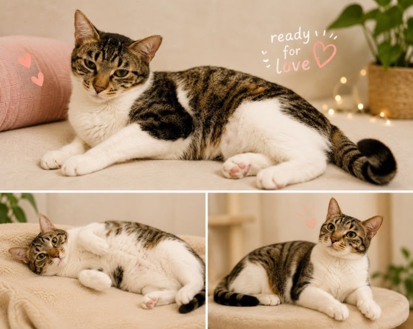 pui de pisicuta pentru adoptie,pisicuta de adoptat,puiut de pisicuta