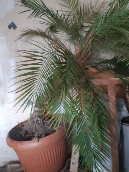 Planta decorativa