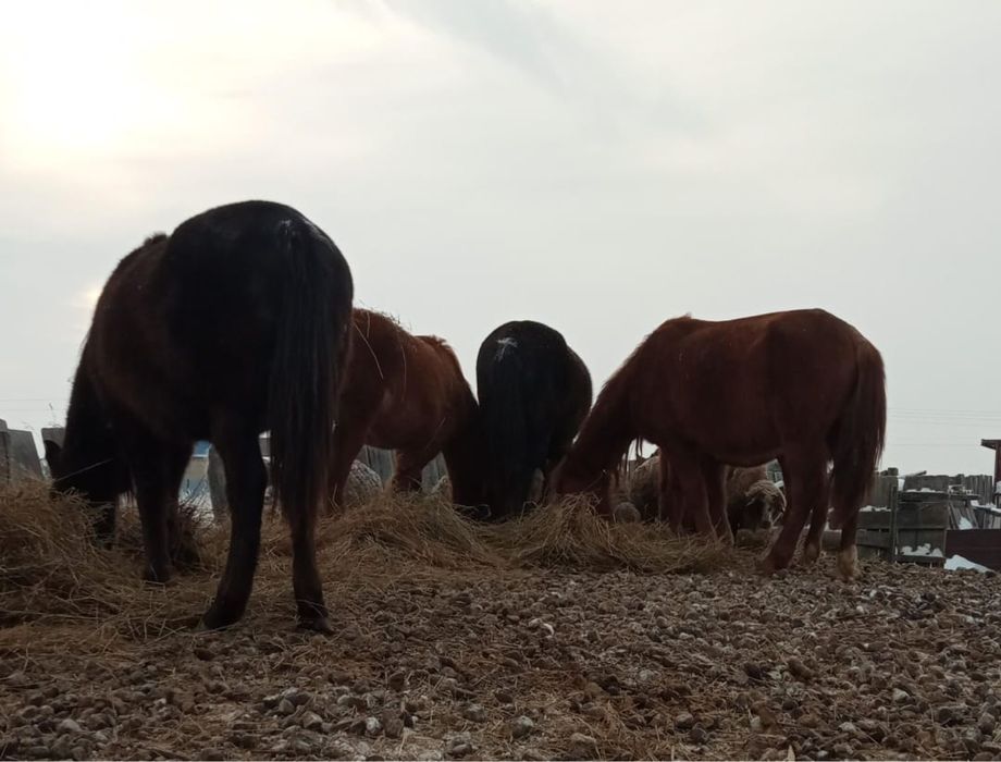 Продам лошадей разный возраст