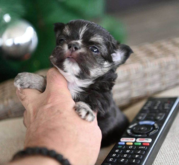 Мъжко дългокосместо миниатюрно чихуахуа