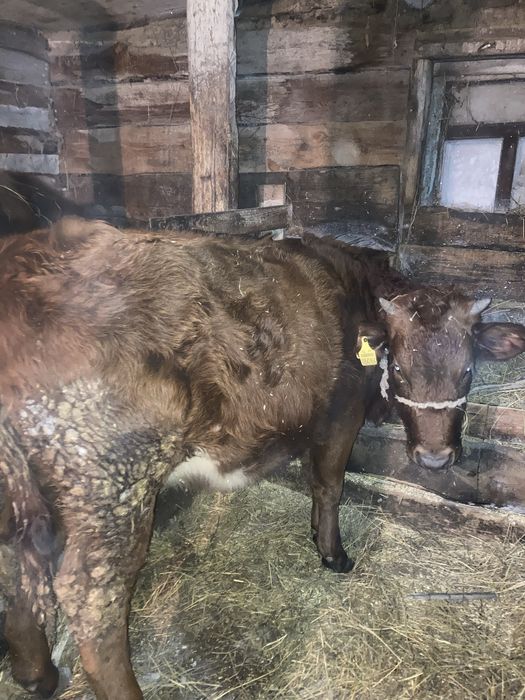 Қашар, Телка Алтын дала 450000