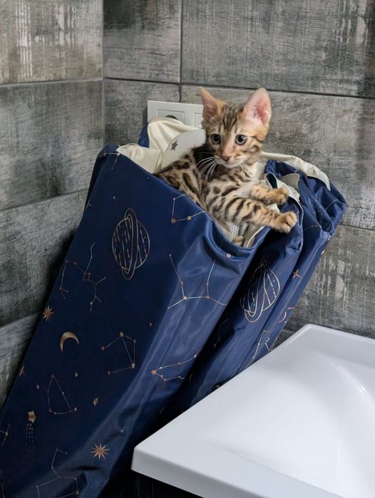 Бенгальские котята