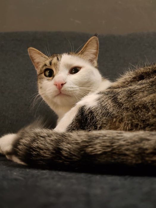 Отдам в добрые руки двух замечательных кошек