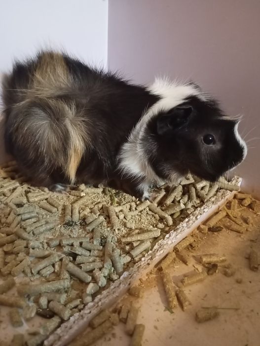 Морская свинка , красавчек