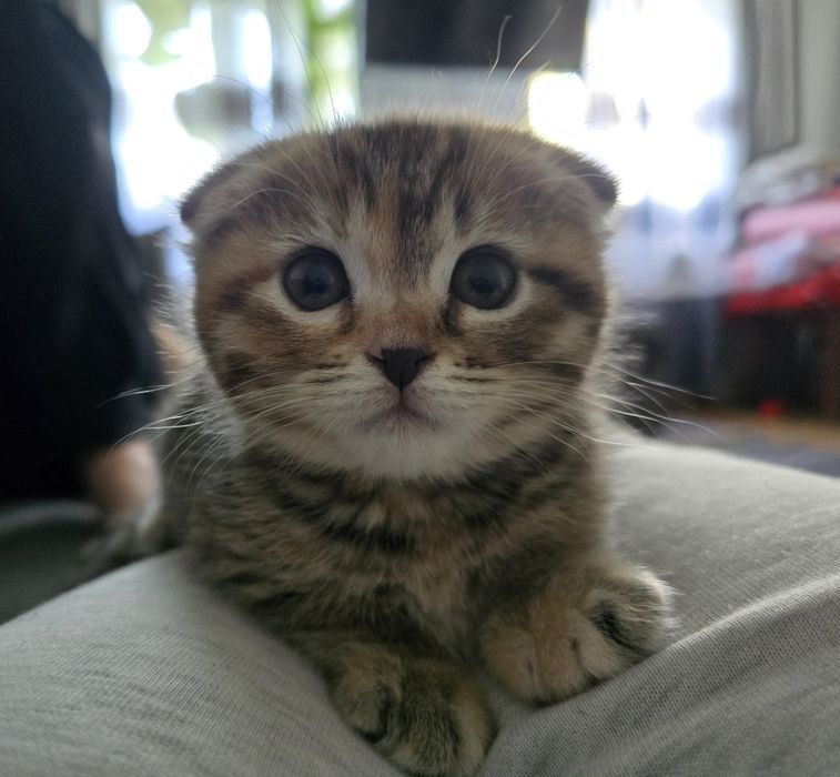 Продам в добрые руки !