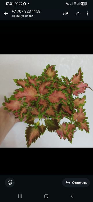 Комнатные растения