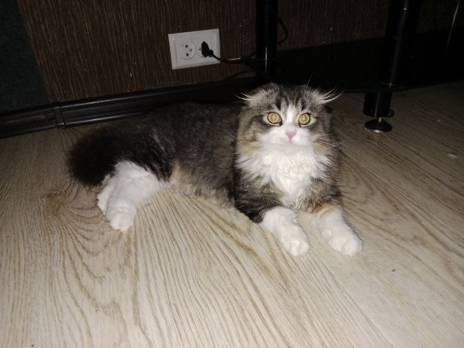 Скоттиш Фолд девочки