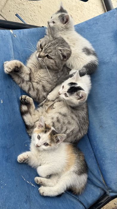 маленькие котята