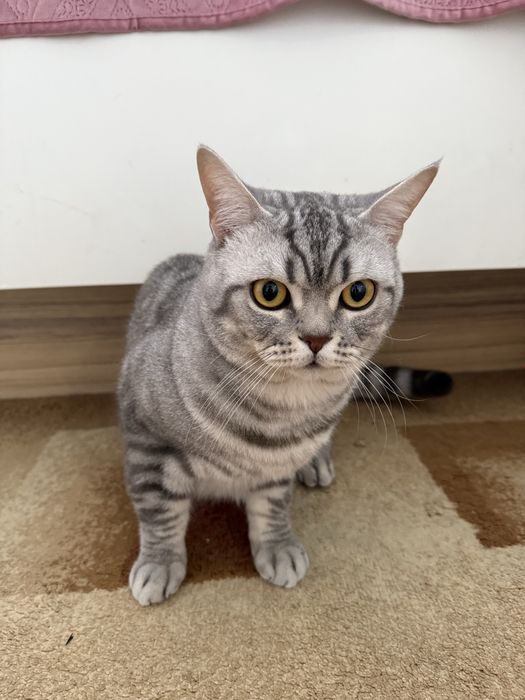 Отдам кота бесплатно в хорошие руки