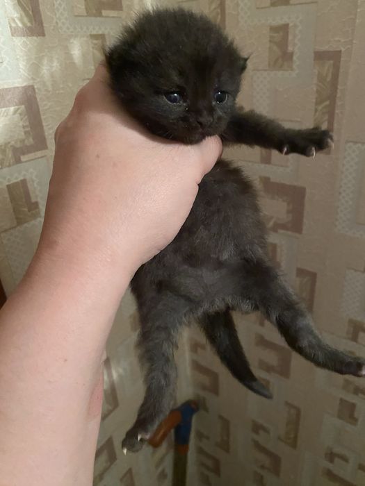 Котята британские