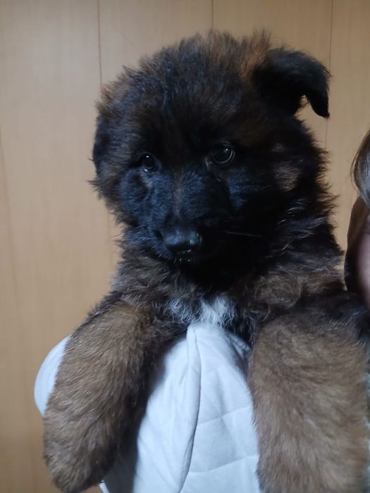 Щенки немецкой овчарки длинношерстные