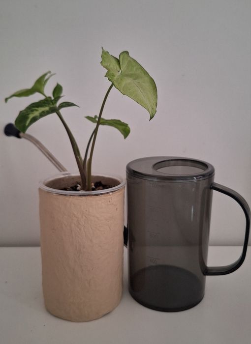 Комнатные цветы: сингониумы