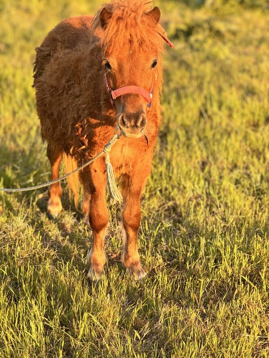 МИНИ ПОНИ ЧЕРВЕНО