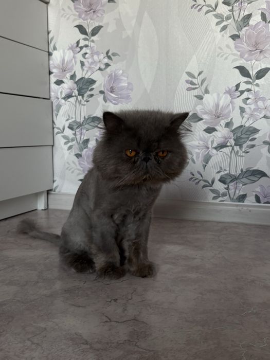 Отдам персидского кота