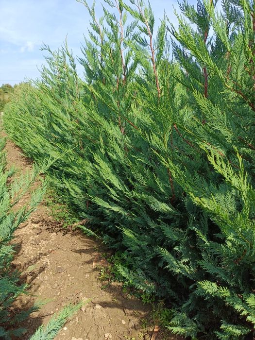 Leylandii Pro Gardena, Gard viu și Chiparos Leylandii/ Laur englezesc