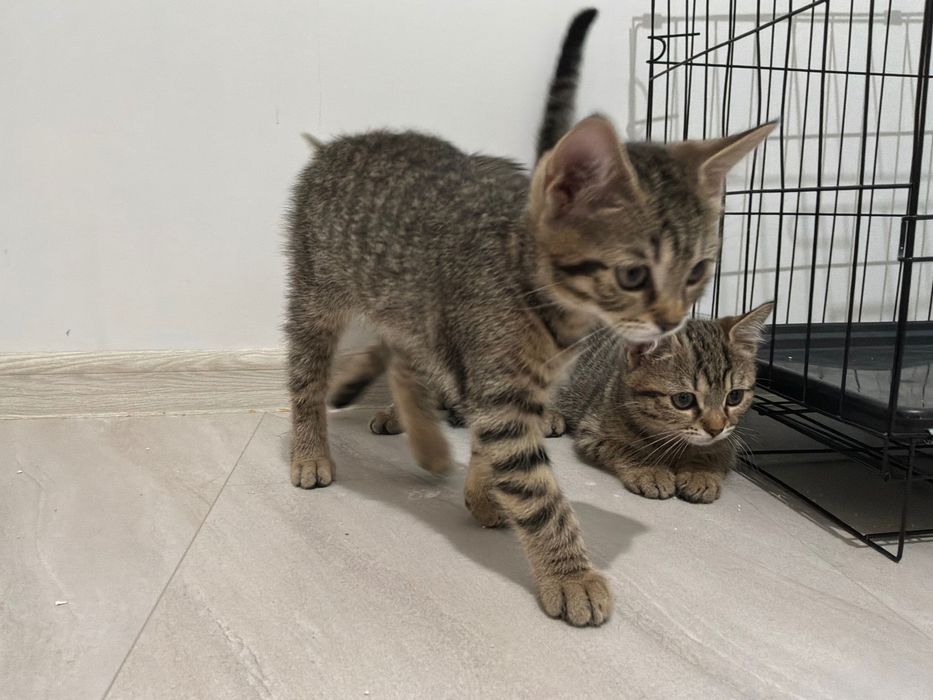 Малка Котенца За Даване!!