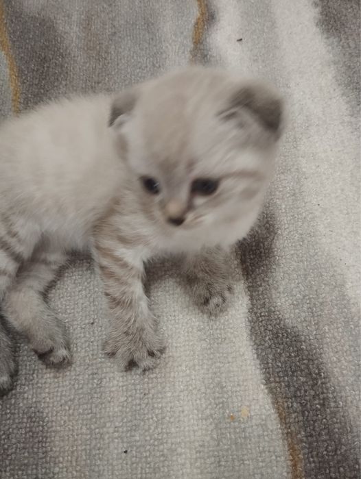 Котята ищут новых хозяев