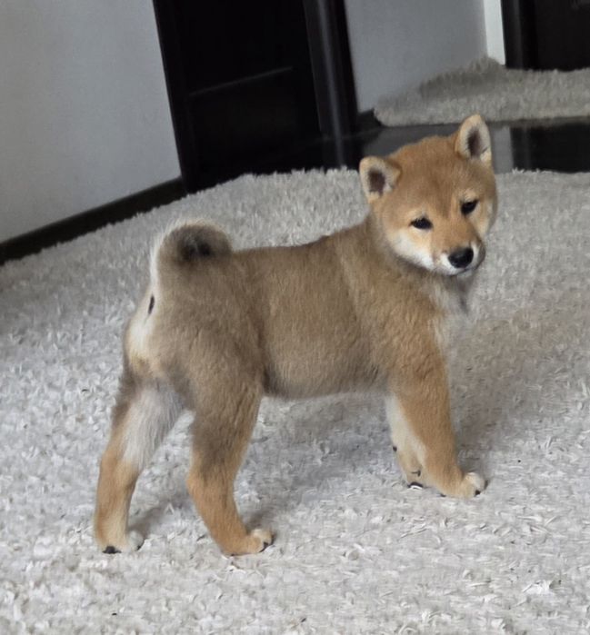 Vand mascul shiba Inu