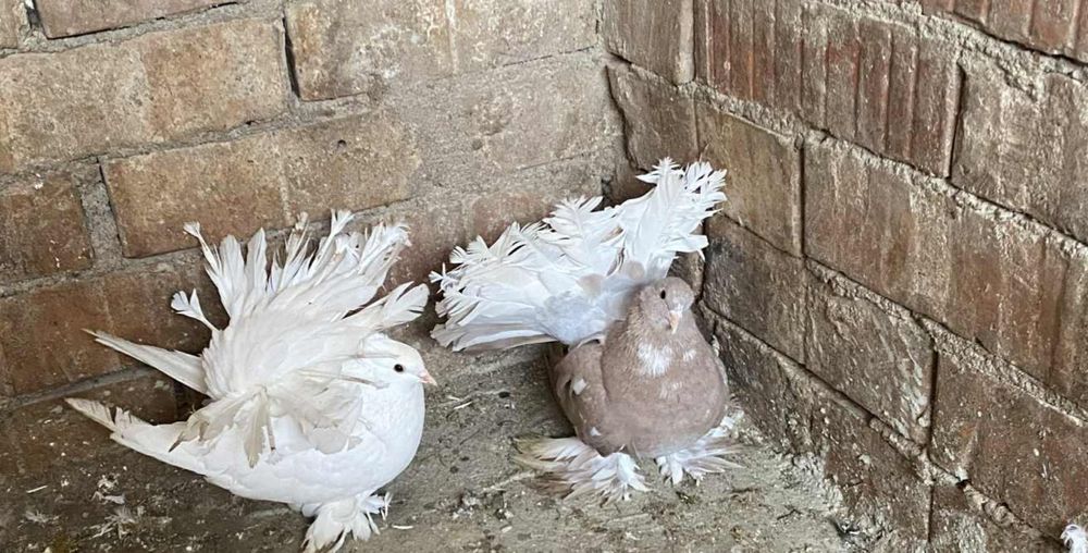 Porumbei ornament de vânzare