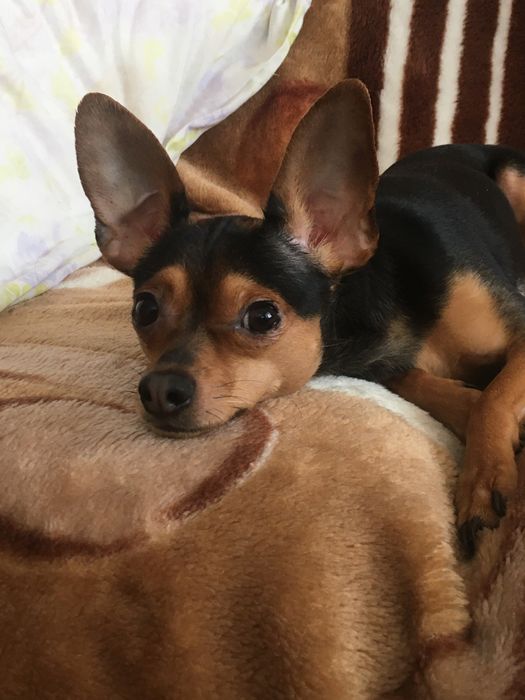 Вязка русский той-терьер