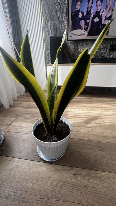 Продам сансевиерию, щучий хвост