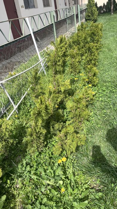 Туя (Туи) Смарагд, елка, елки