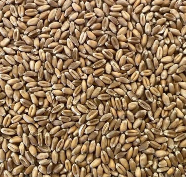 Porumb     boabe și grau