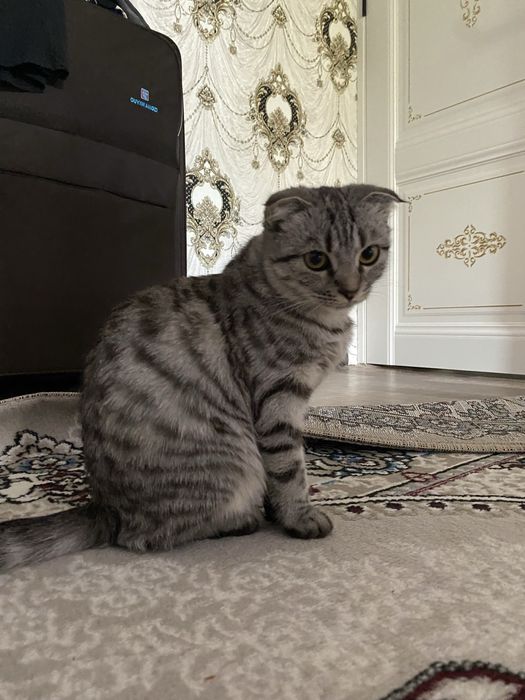 Sotiladi qiz mushuk ,мушук  - Продается кошка вислоухая