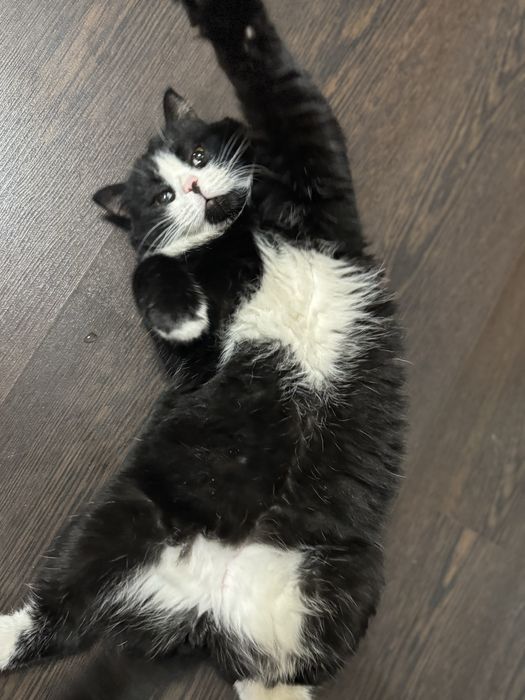 Отдам в хорошие, добрые  руки ,