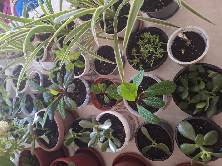 Взрослые и укорен дом цветы