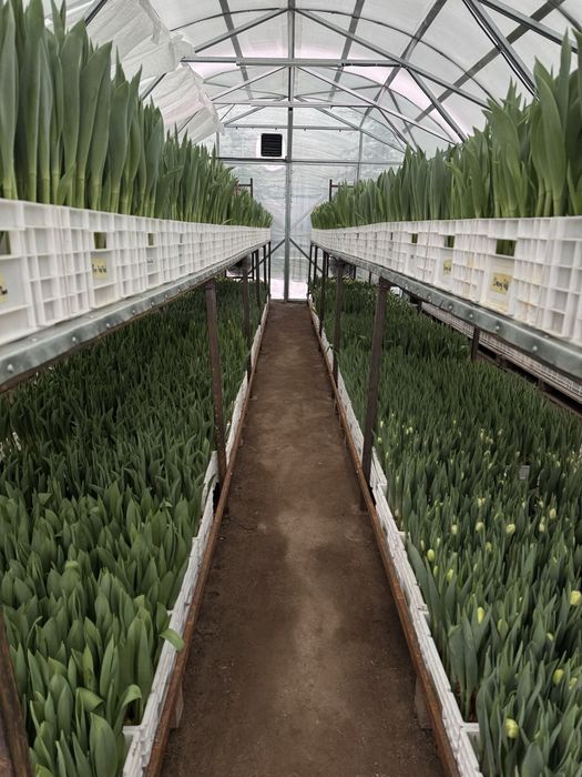 Тюльпаны к 14 февраля и 8 марта!