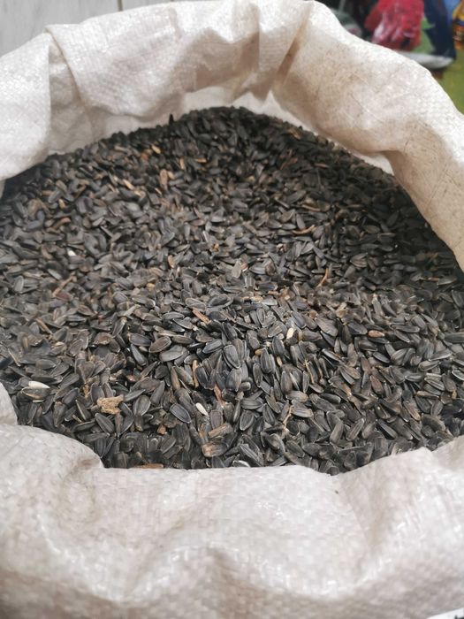 Свежевыжитое масло подсолнуха