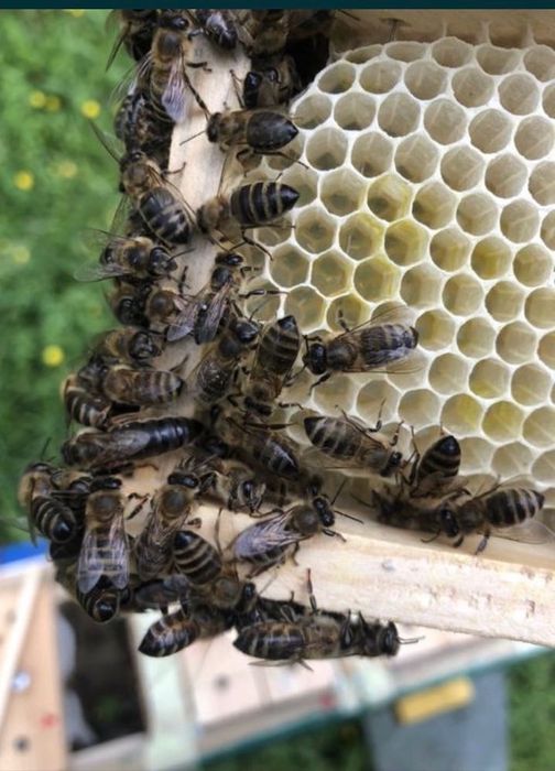 Mātci Carpatine Ukraina 2026  Mătci  Regină 2026