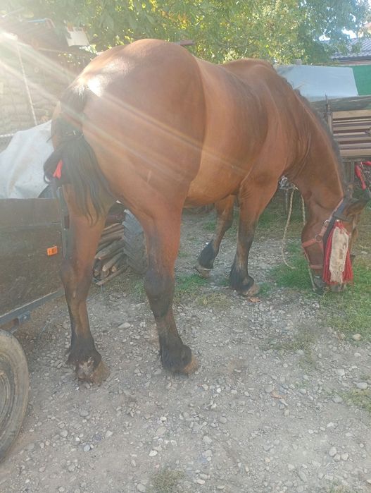 Vând cal de 7 anii preț 95 milioane