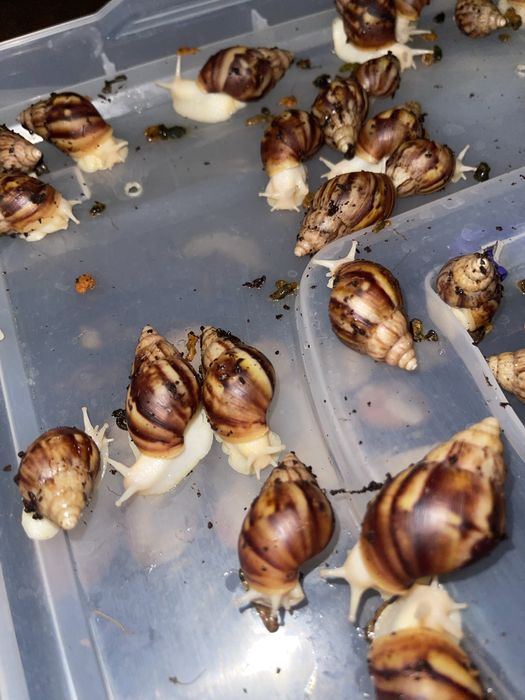 Optomga arzonga ideal bogan Ulitkala 4-5 sm