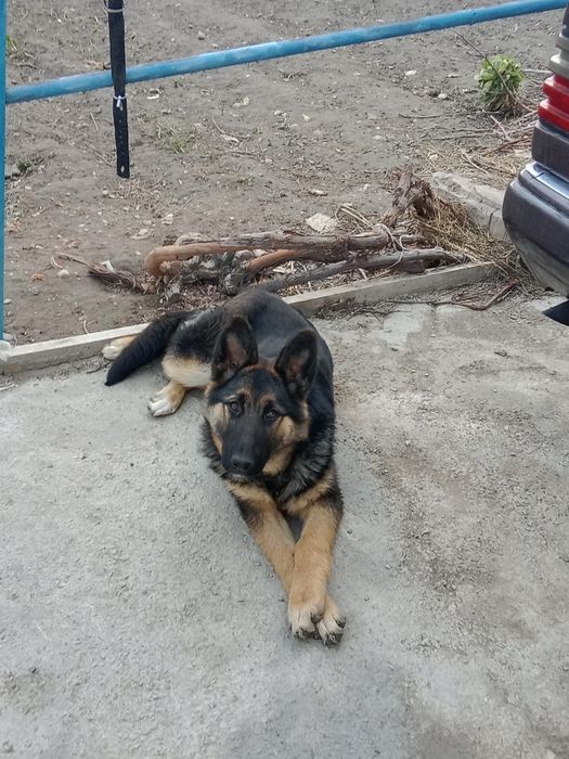 Продается щенок немецкой овчарки