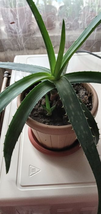 Комнатные растения