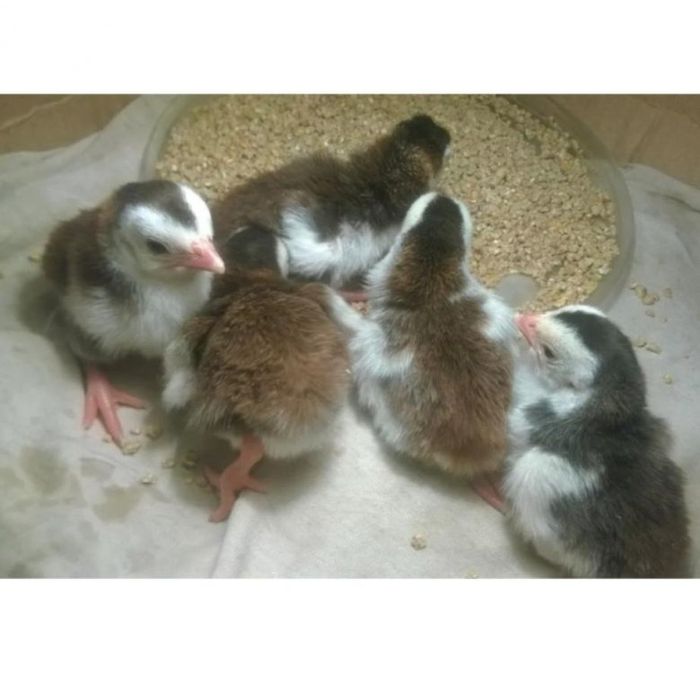 Цесарка микс окрасов