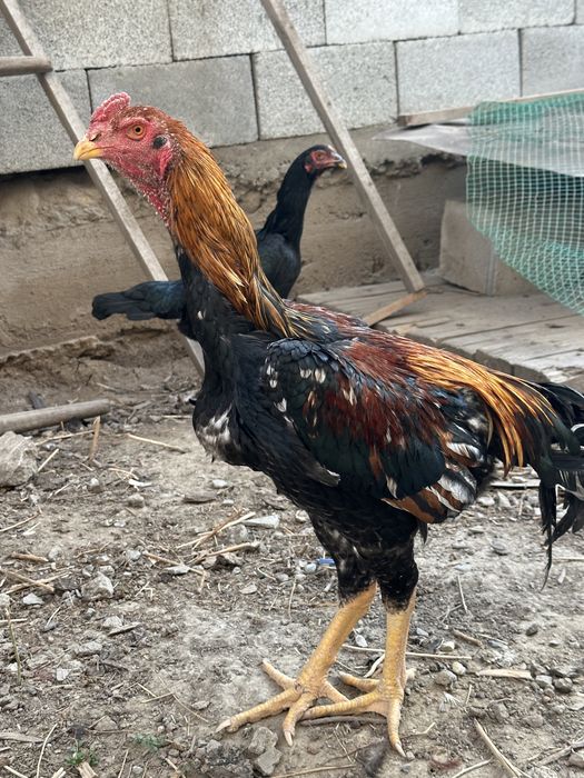 Дакан қораздар о шамо