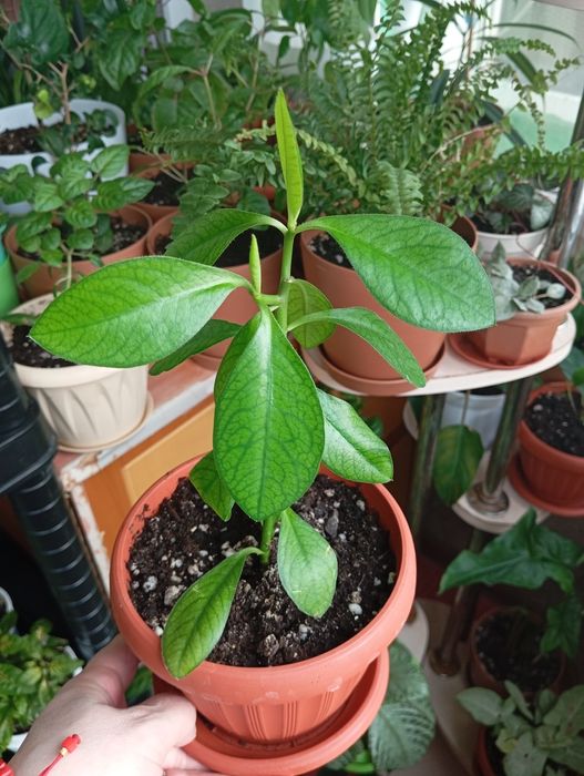 Продам цветы комнатные