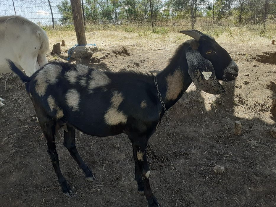 Capre anglonubian de vânzare