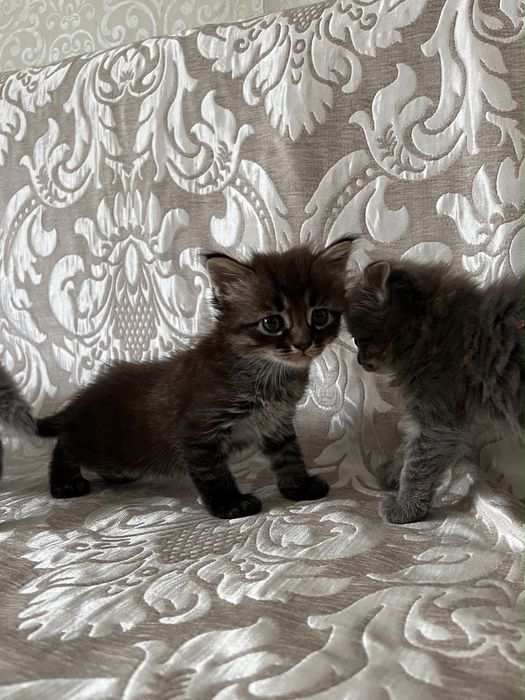 Отдам котят бесплатно