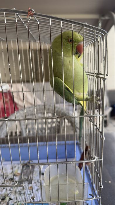 Totiqush sotiladi angelina ruchnoy