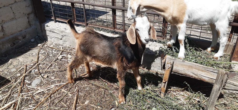 козленок - еркек лақ