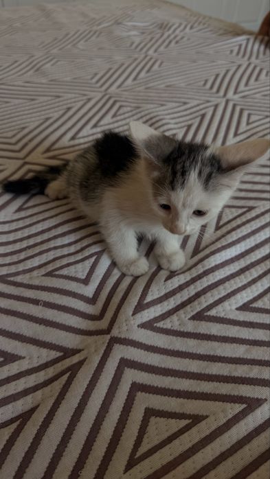 Отдам котят в хорошые руки